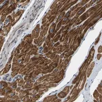 Merck Anti-HIGD2B antibody produced in rabbit