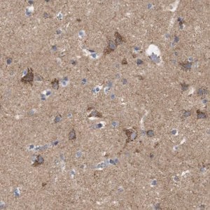 Merck Anti-FAM171B antibody produced in rabbit