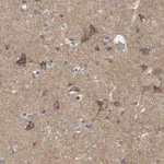 Merck Anti-FAM171B antibody produced in rabbit