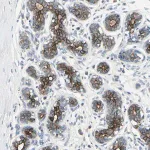 Merck Anti-TIMM21 antibody produced in rabbit