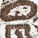 Merck Anti-NAXD antibody produced in rabbit