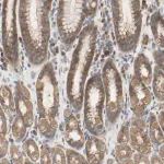 Merck Anti-C3orf52 antibody produced in rabbit