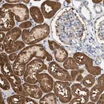 Merck Anti-SLC35E1 antibody produced in rabbit