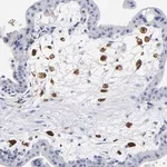 Merck Anti-PTP4A1 antibody produced in rabbit