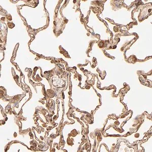 Merck Anti-DPYSL2 antibody produced in rabbit