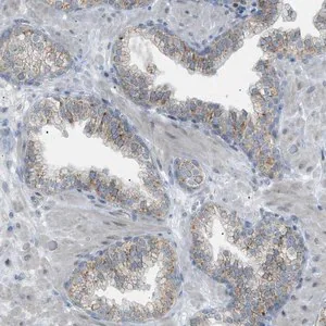 Merck Anti-ZNF516 antibody produced in rabbit
