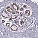 Merck Anti-NREP antibody produced in rabbit