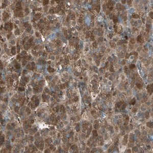 Merck Anti-FAM213B antibody produced in rabbit