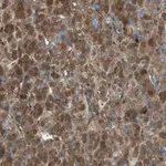 Merck Anti-FAM213B antibody produced in rabbit