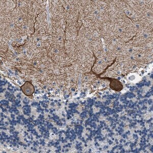 Merck Anti-KCNC3 antibody produced in rabbit