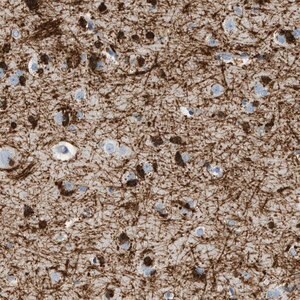 Merck Anti-DNAJC30 antibody produced in rabbit