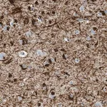 Merck Anti-DNAJC30 antibody produced in rabbit