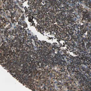 Merck Anti-CAPZA2 antibody produced in rabbit