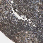 Merck Anti-CAPZA2 antibody produced in rabbit