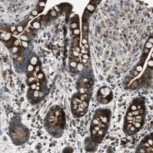 Merck Anti-CLEC2D antibody produced in rabbit