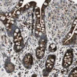 Merck Anti-CLEC2D antibody produced in rabbit