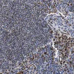 Merck Anti-HLA-DMB antibody produced in rabbit