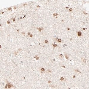 Merck Anti-MAD1L1 antibody produced in rabbit