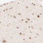 Merck Anti-MAD1L1 antibody produced in rabbit