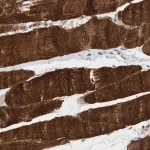 Merck Anti-TACR3 antibody produced in rabbit