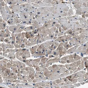 Merck Anti-UNC45B antibody produced in rabbit