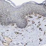 Merck Anti-ZNF831 antibody produced in rabbit