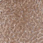 Merck Anti-FBP1 antibody produced in rabbit