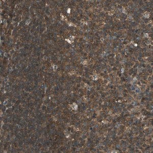 Merck Anti-ARPC3 antibody produced in rabbit