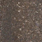 Merck Anti-ARPC3 antibody produced in rabbit