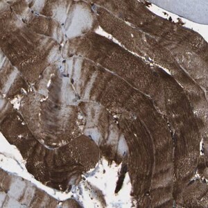 Merck Anti-SORBS3 antibody produced in rabbit