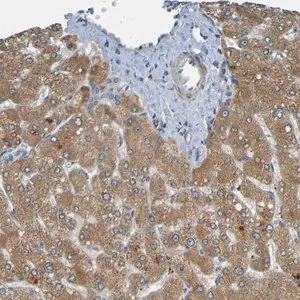 Merck Anti-CYP4F2 antibody produced in rabbit