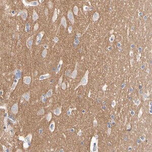 Merck Anti-CNTN2 antibody produced in rabbit