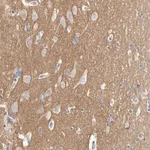 Merck Anti-CNTN2 antibody produced in rabbit