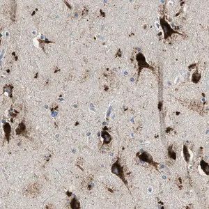 Merck Anti-TSPAN3 antibody produced in rabbit