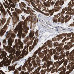 Merck Anti-SHD antibody produced in rabbit