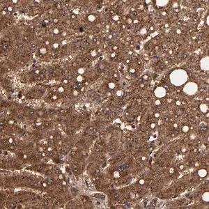 Merck Anti-TROVE2 antibody produced in rabbit