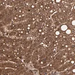 Merck Anti-TROVE2 antibody produced in rabbit