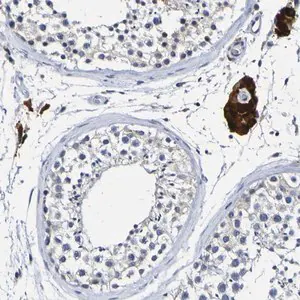 Merck Anti-VMA21 antibody produced in rabbit