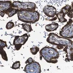 Merck Anti-PCOLCE2 antibody produced in rabbit