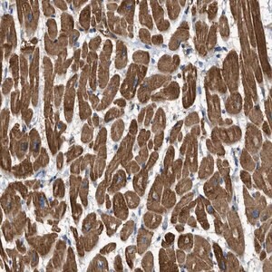 Merck Anti-TRAK2 antibody produced in rabbit