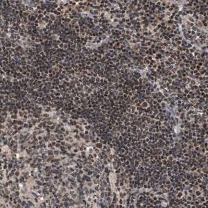 Merck Anti-ZBTB11 antibody produced in rabbit