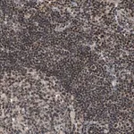 Merck Anti-ZBTB11 antibody produced in rabbit