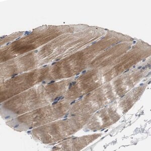 Merck Anti-MTIF2 antibody produced in rabbit