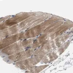 Merck Anti-MTIF2 antibody produced in rabbit