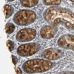 Merck Anti-PLAU antibody produced in rabbit