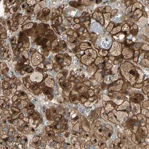 Merck Anti-RET antibody produced in rabbit