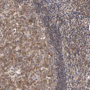 Merck Anti-ASB8 antibody produced in rabbit