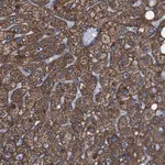 Merck Anti-GGT7 antibody produced in rabbit