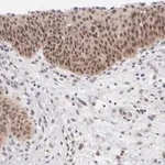 Merck Anti-UBE2E3 antibody produced in rabbit