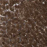 Merck Anti-PREB antibody produced in rabbit